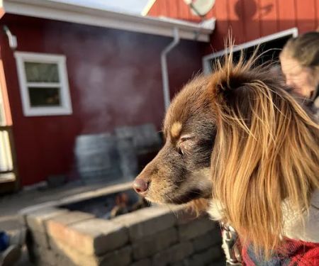 Furry Friends