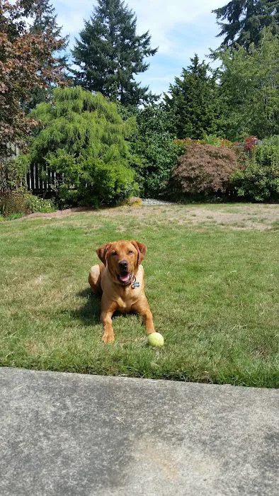 Platinum Labrador Retrievers Picture 1