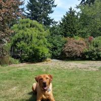 Platinum Labrador Retrievers ico