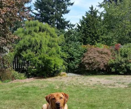 Platinum Labrador Retrievers