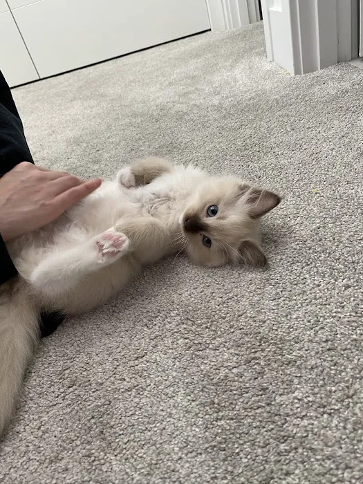 Oregon Ragdolls Picture 10