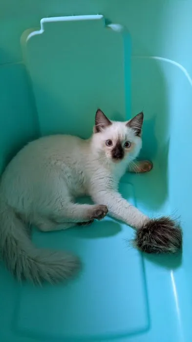 Oregon Ragdolls Picture 2