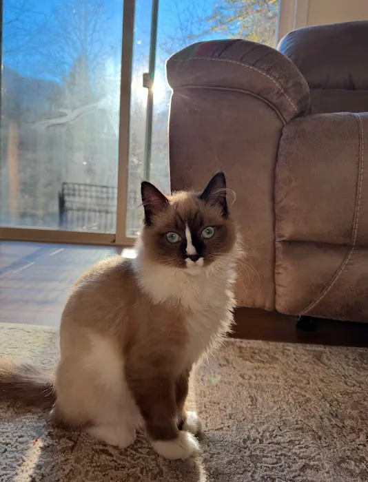 Oregon Ragdolls Picture 3