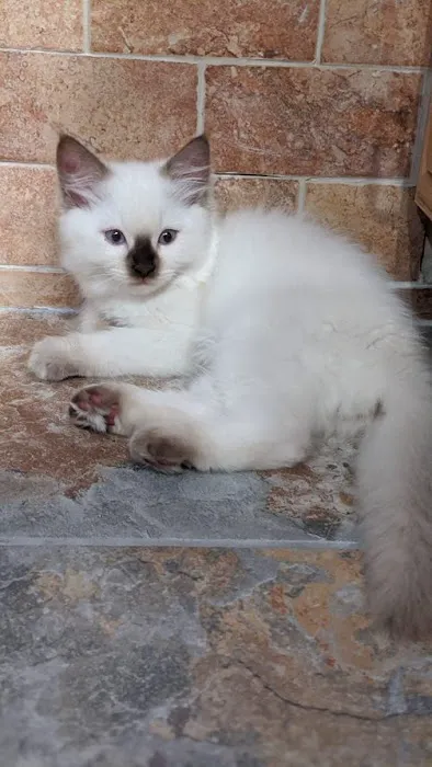 Oregon Ragdolls Picture 6