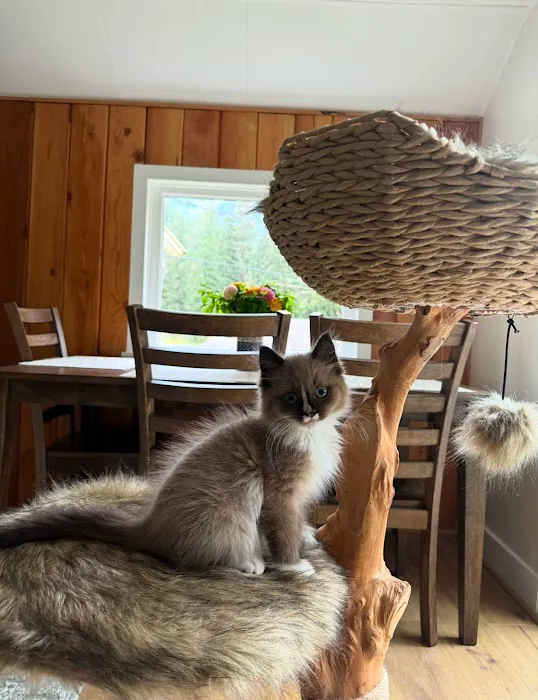 Oregon Ragdolls Picture 1
