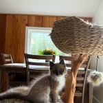 Oregon Ragdolls