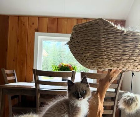 Oregon Ragdolls