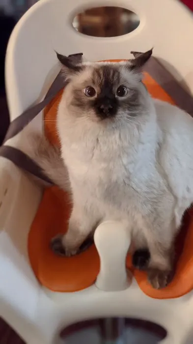 Oregon Ragdolls Picture 4
