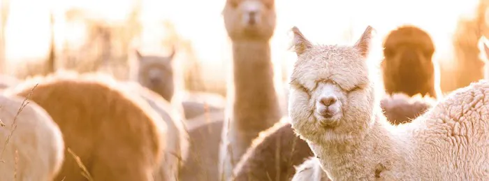 The Alpaca Group Picture 1