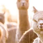 The Alpaca Group