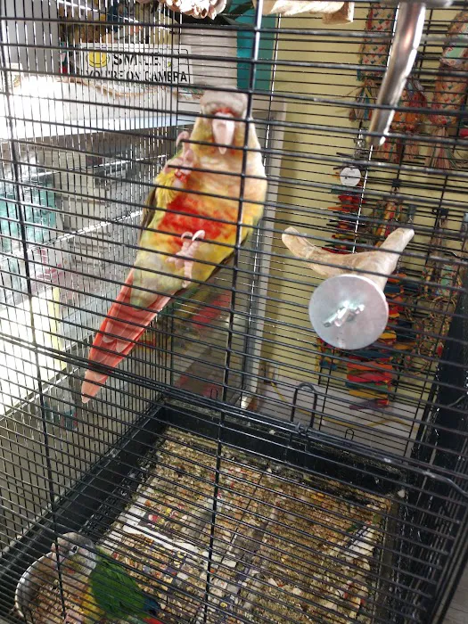 Parrot Cabana Picture 4