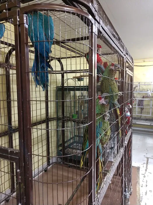 Parrot Cabana Picture 8