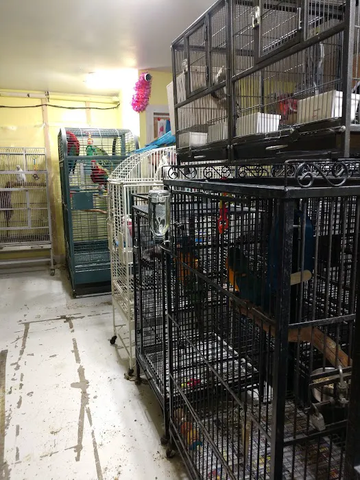 Parrot Cabana Picture 6