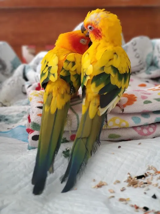 Parrot Cabana Picture 2