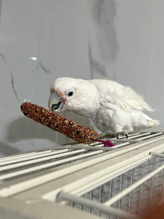 Parrot Cabana Picture 1