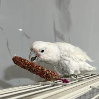 Parrot Cabana ico