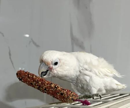 Parrot Cabana