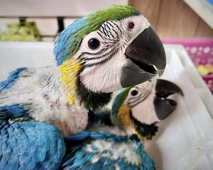 Parrot Cabana Picture 3