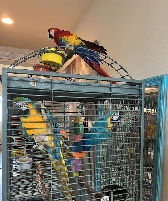 Parrot Cabana Picture 9