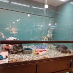 Critter Cabana