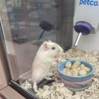 Petco ico