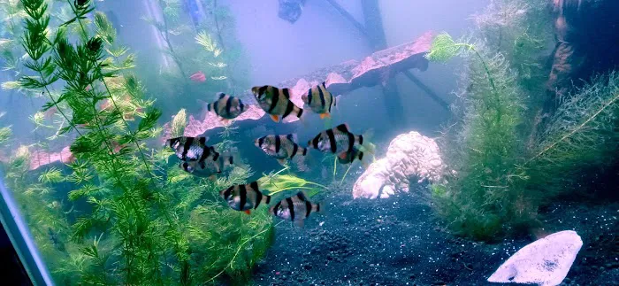 Man O War Aquatics Picture 5