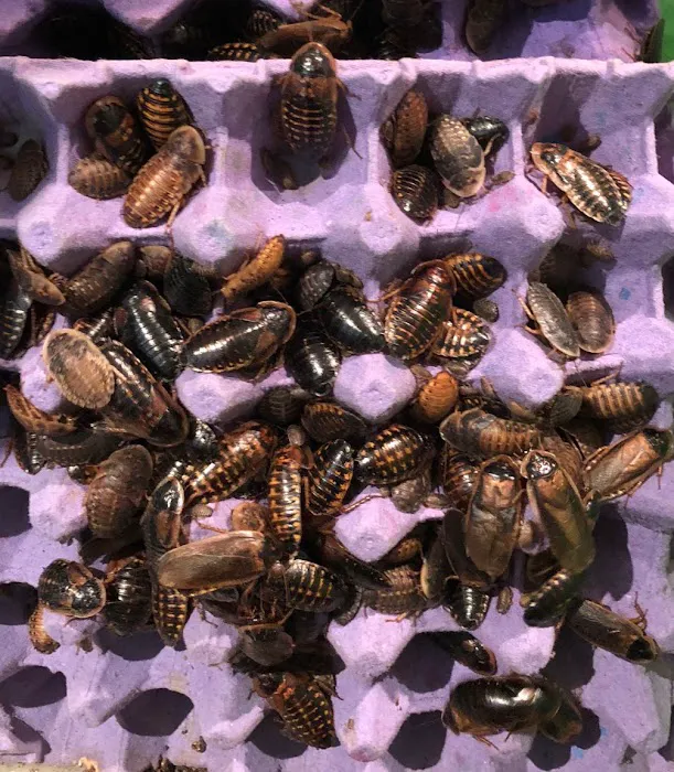 My Mealworms Farm Picture 4