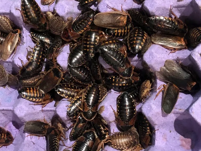 My Mealworms Farm Picture 9