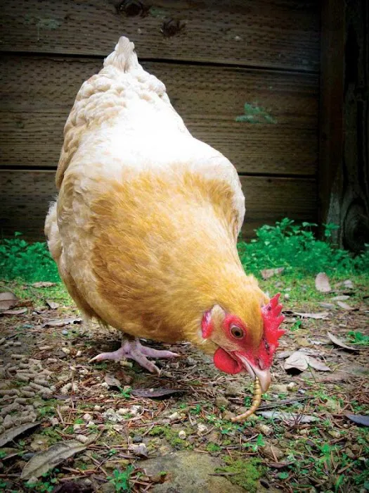 My Mealworms Farm Picture 1