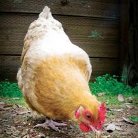 My Mealworms Farm ico