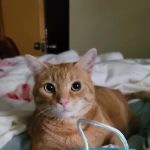 Aeolus Animal Hospital & Equine