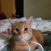 Aeolus Animal Hospital & Equine ico