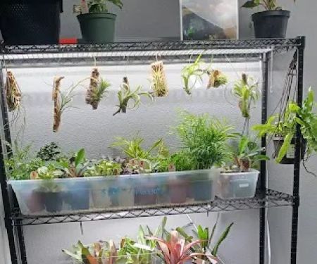 Urban jungle