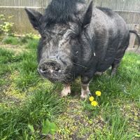 Tufts Veterinary Field Service ico