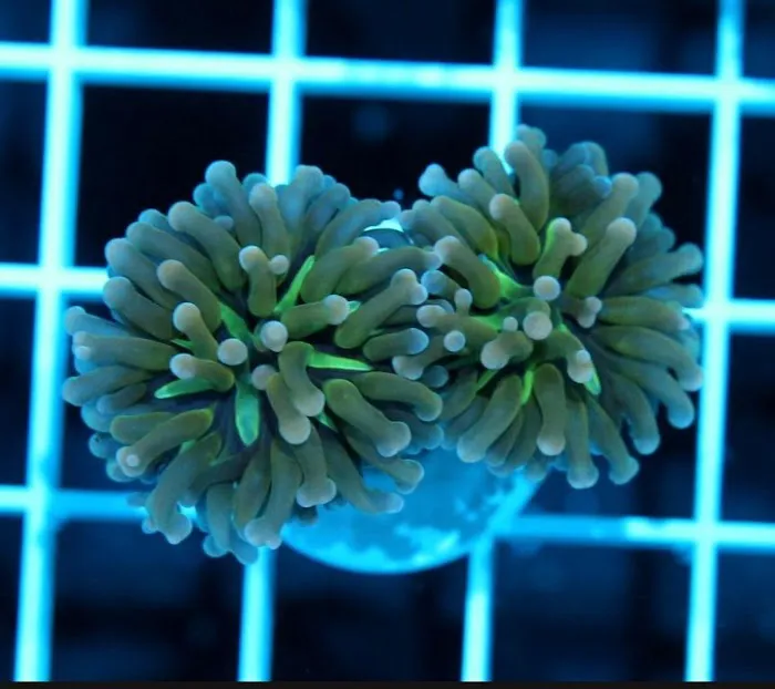 CORALCAVERN Picture 6