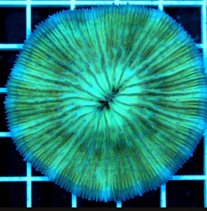 CORALCAVERN Picture 9