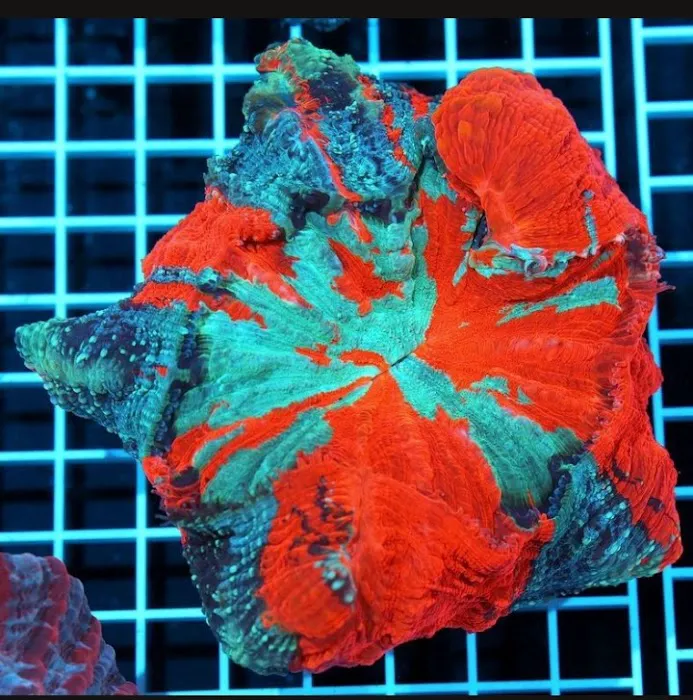 CORALCAVERN Picture 7