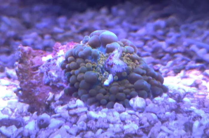 CORALCAVERN Picture 4