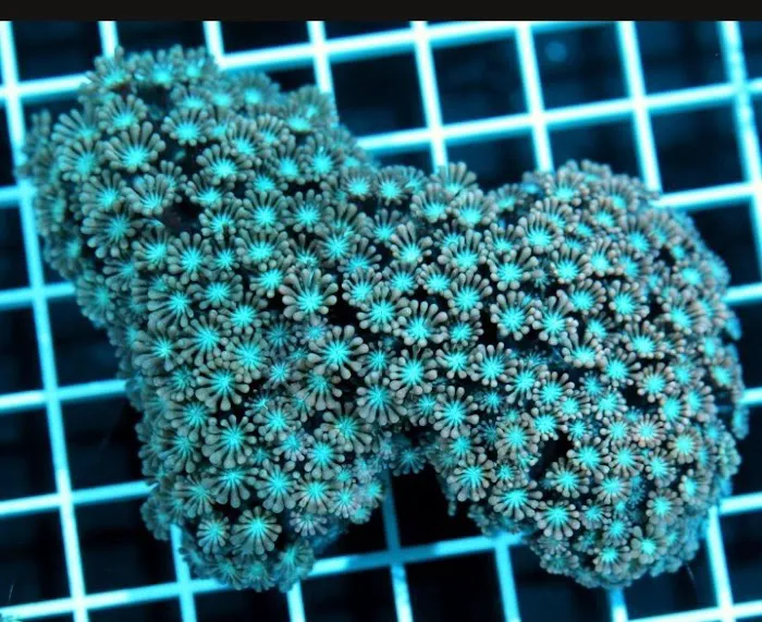 CORALCAVERN Picture 8