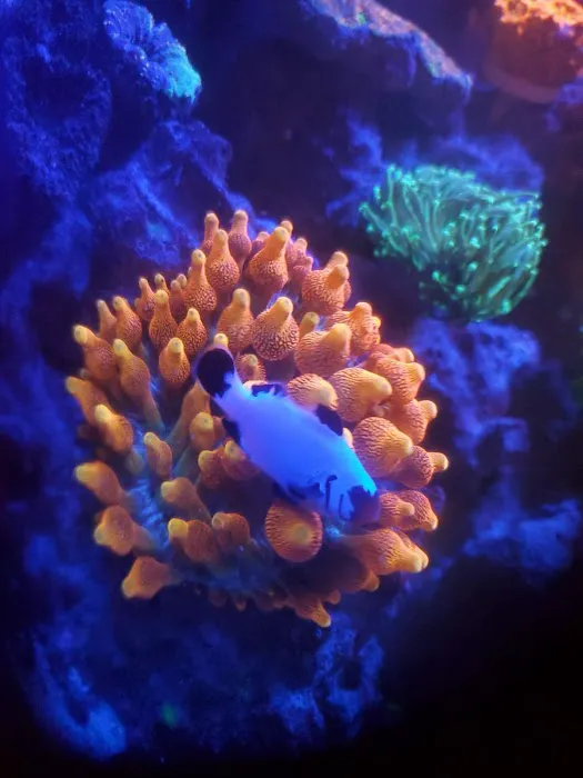 CORALCAVERN Picture 1