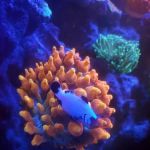 CORALCAVERN