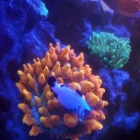 CORALCAVERN ico