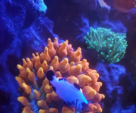 CORALCAVERN