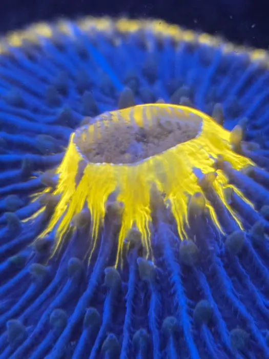 CORALCAVERN Picture 10
