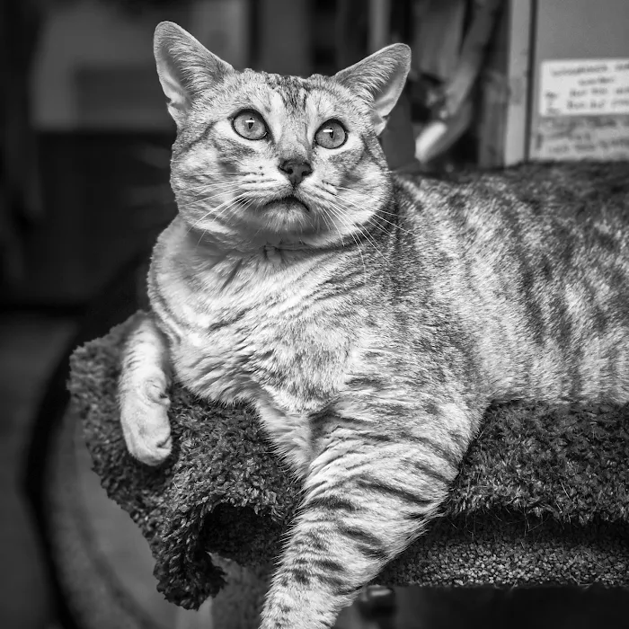Pomfret Small Animal Clinic Picture 8