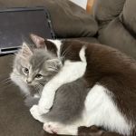 Pomfret Small Animal Clinic