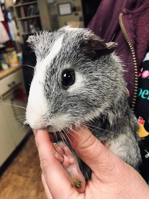 Pomfret Small Animal Clinic Picture 4
