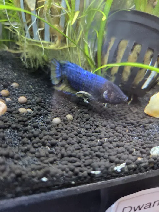 Q's Aquarium Care Picture 6
