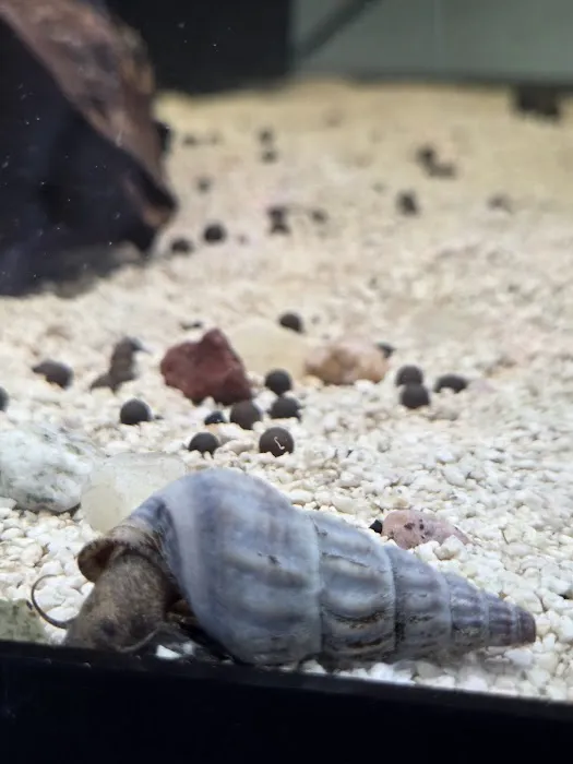 Q's Aquarium Care Picture 4