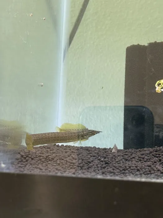Q's Aquarium Care Picture 5